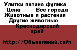 Улитки патина фулика › Цена ­ 10 - Все города Животные и растения » Другие животные   . Краснодарский край